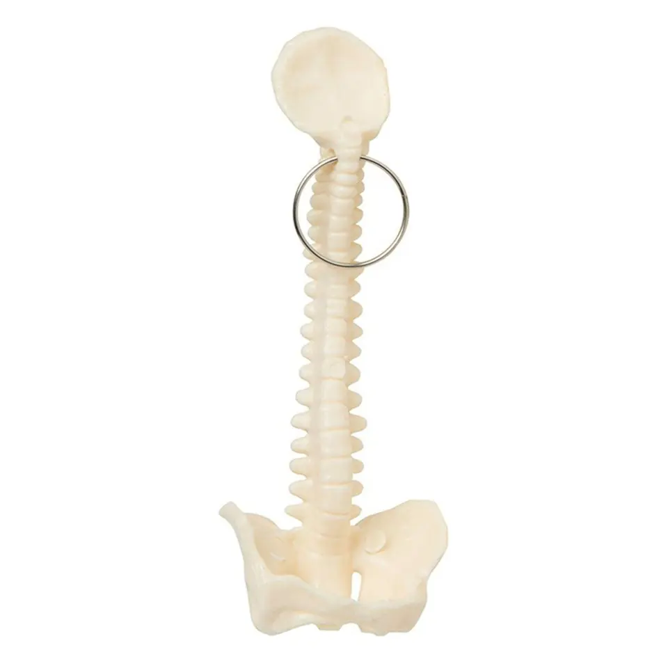 Anatomical Spine Keychain 2