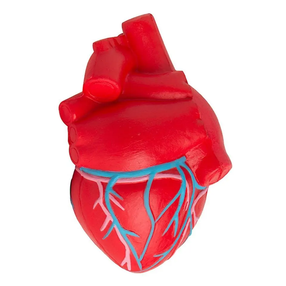Anatomical Heart Stress Relief Squeeze Ball 2