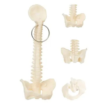 Anatomical Spine Keychain